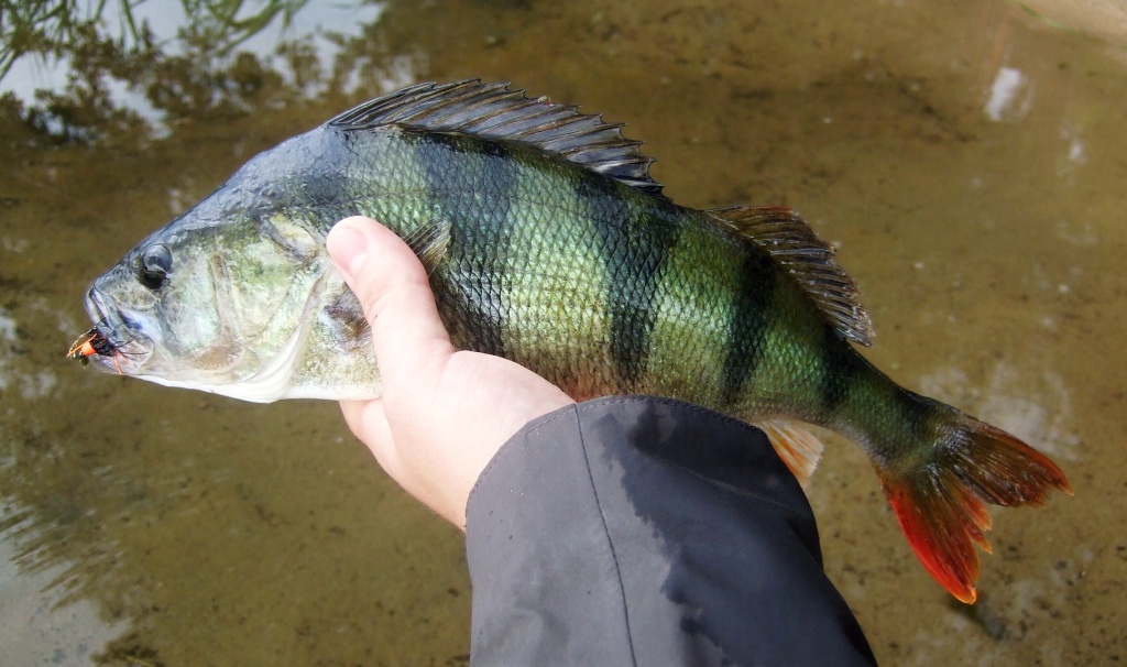 Such a perch is already a really nice catch. Large perch are often found on flooded sand pits, valley dams, but also on smaller deeper rivers. It just needs to be in the right place at the right time! ;-)