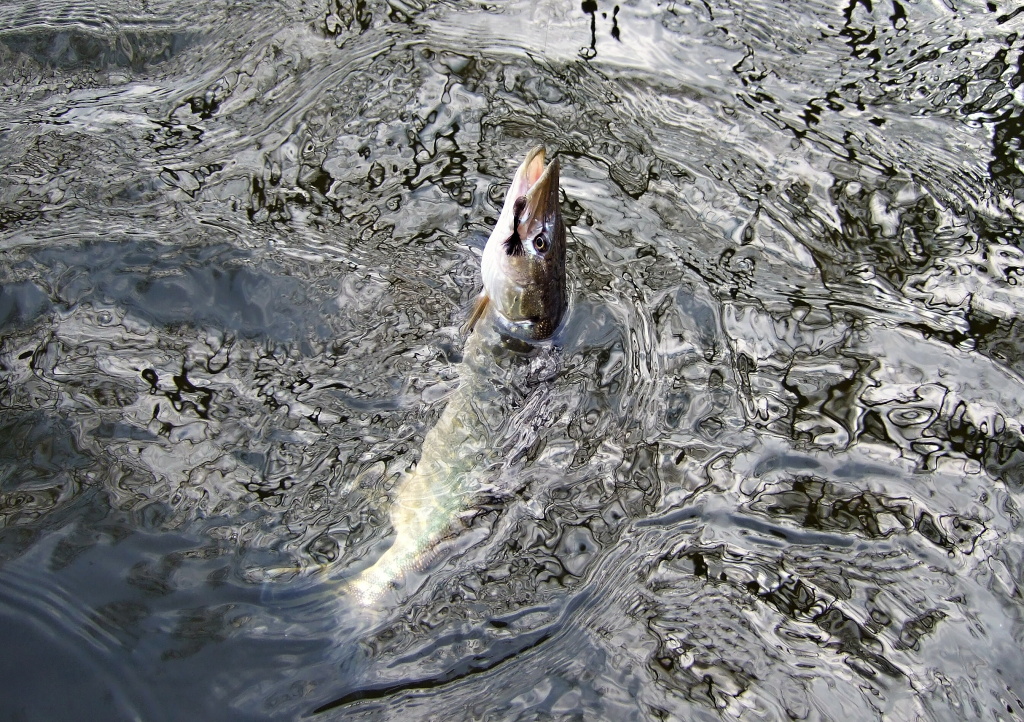 The dark perch streamer provoked a smaller but beautifully colored pike in slow part of the river. A quick photo in the water and subsequent release is the ideal approach for such smaller fish.