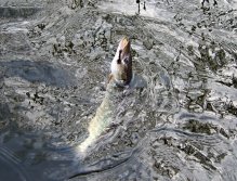 The dark perch streamer provoked a smaller but beautifully colored pike in slow part of the river. A quick photo in the water and subsequent release is the ideal approach for such smaller fish.