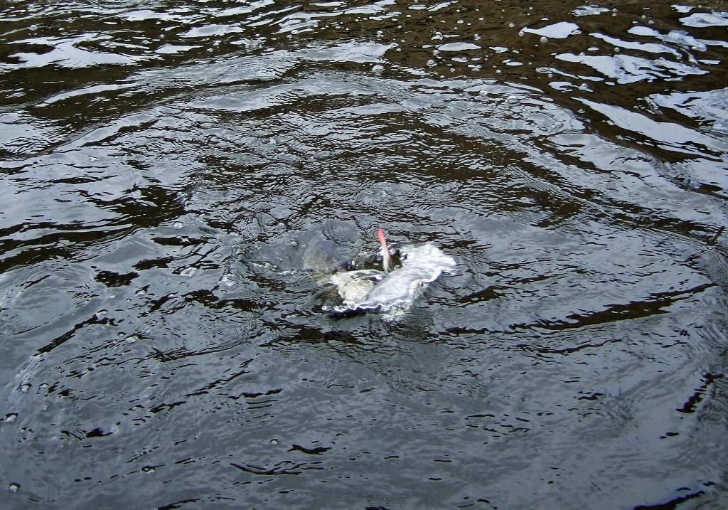 A frantic surface battle with a nice small pike ends - as can be seen from the photograph - in favor of the fish, which after this moment disappeared in the depths below the weir. Still, it is a beautiful experience from the water!