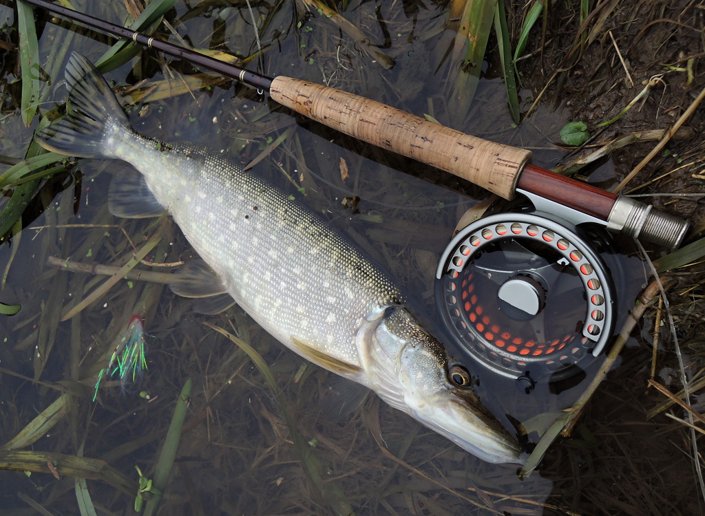 Another small but beautifully and healthy pike that replaced my main fishing target - a nice perch. When I fly fish for perch with a streamer I like to use AFTMA 6 fly rod together with intermediate or sinking fly line!
