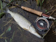 Another small but beautifully and healthy pike that replaced my main fishing target - a nice perch. When I fly fish for perch with a streamer I like to use AFTMA 6 fly rod together with intermediate or sinking fly line!