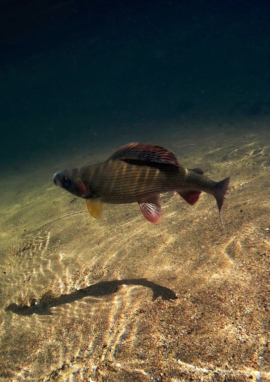 Underwater photo of a beautiful male of grayling who tries to get rid of unwanted piercing. Perfect cleanness of winter water also has advantages, as shown in this photo! ;-)