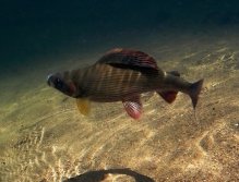 Underwater photo of a beautiful male of grayling who tries to get rid of unwanted piercing. Perfect cleanness of winter water also has advantages, as shown in this photo! ;-)