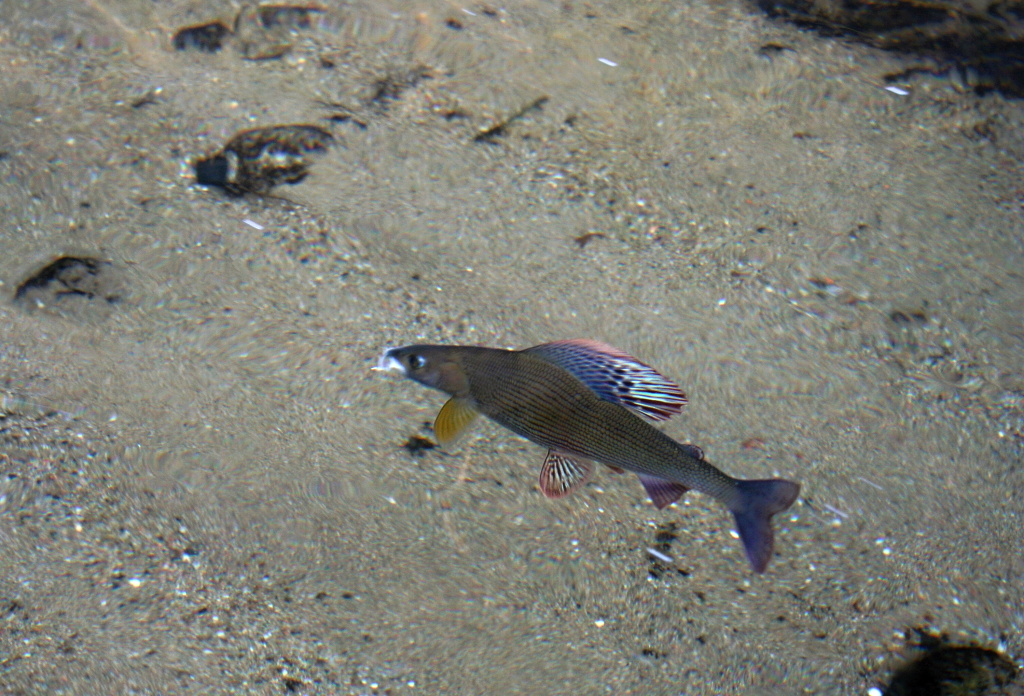 As well as seeing the underwater fight of a beautiful grayling in great shape. In good light conditions and truly clear water, you can often watch fish at the bottom of the river and you can realize "sight fishing" even in the advanced winter season!
