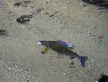 As well as seeing the underwater fight of a beautiful grayling in great shape. In good light conditions and truly clear water, you can often watch fish at the bottom of the river and you can realize "sight fishing" even in the advanced winter season!