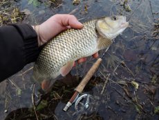 Winter Fly Fishing Wanders - Gallery