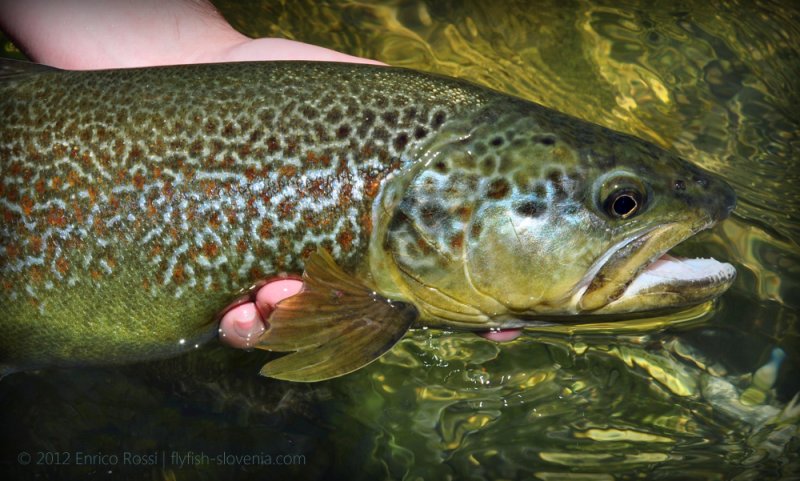 Streamer Fishing Marble Trout Czechnymph Com
