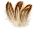 Body Plumage