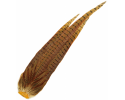 Tail Feathers
