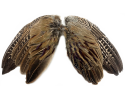 Whole Wings
