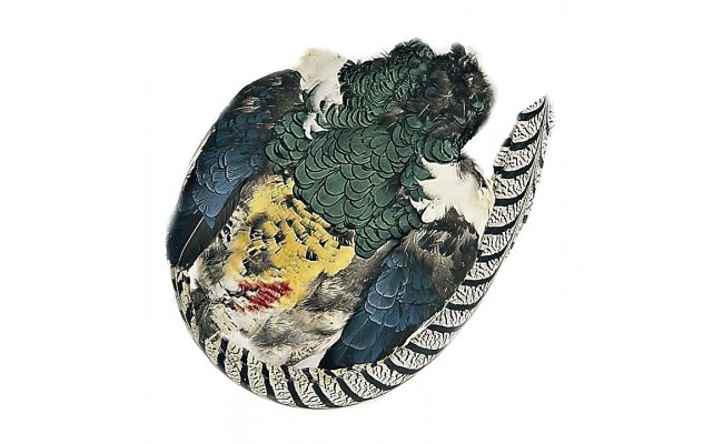 Amherst Pheasant Body Skin Veniard Amherst Pheasant Body Skin Veniard