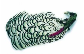 Amherst Pheasant Complete Head Veniard Amherst Pheasant Complete Head Veniard No.1 - Natural