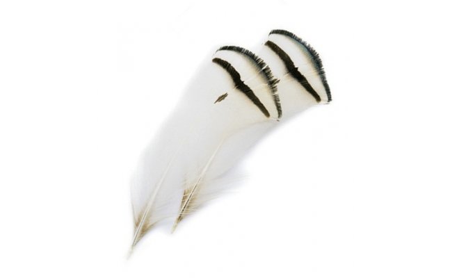 Amherst Pheasant Tipper Feathers Veniard Amherst Pheasant Tipper Feathers Veniard Small