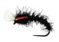 AR Carp Tuty