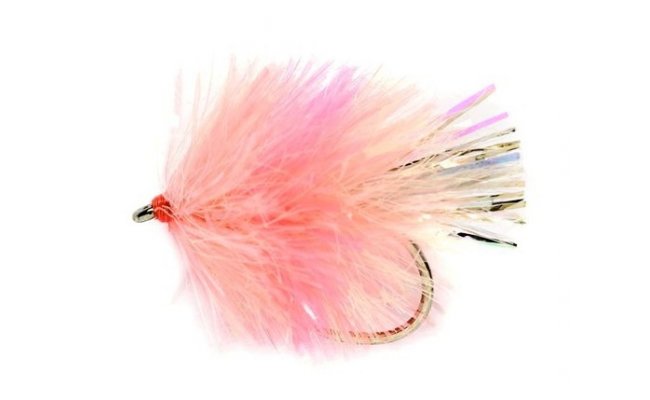 Blob Coral Spot B/L Blob Coral Spot B/L, Size 10