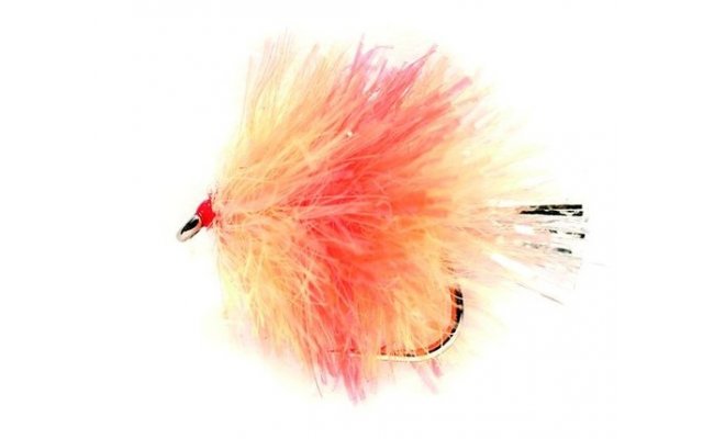 Blob Coral Spot Blob Coral Spot, Size 10