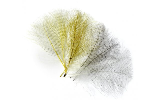 CDC Barred Feathers Veniard CDC Barred Feathers Veniard Dun