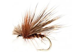 Chocolate Drop Sedge Chocolate Drop Sedge, Size 12