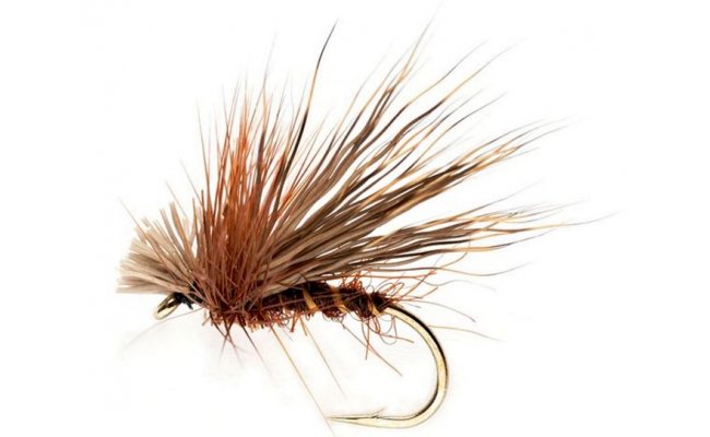 Chocolate Drop Sedge Chocolate Drop Sedge, Size 12