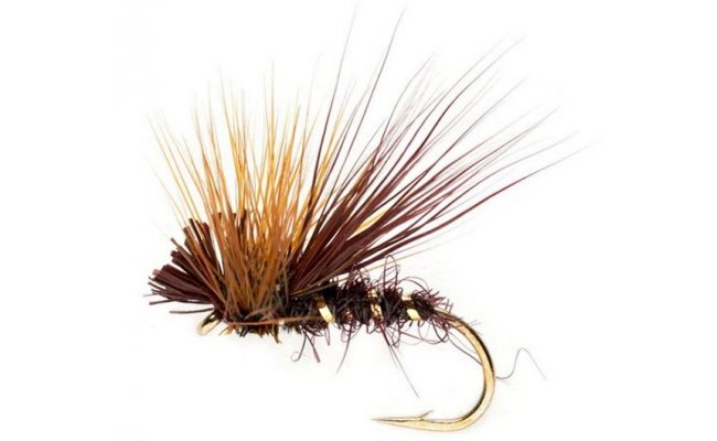 Claret Drop Sedge Claret Drop Sedge, Size 12