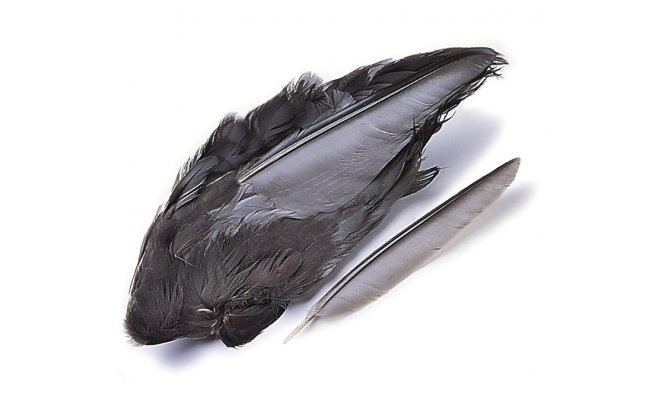 Coot Whole Wings Veniard Coot Whole Wings Veniard