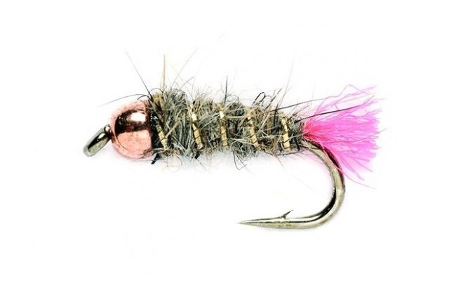 Copperknob (Goddard) Copperknob (Goddard), Size 12