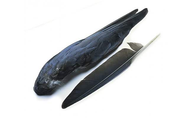 Crow Whole Wings Veniard Crow Whole Wings Veniard