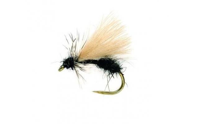 Drop Arse Ant Drop Arse Ant, Size 14