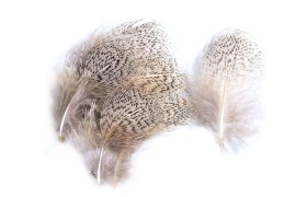 English Partridge Veniard Grey Flank ... English Partridge Veniard Grey Flank Hackles