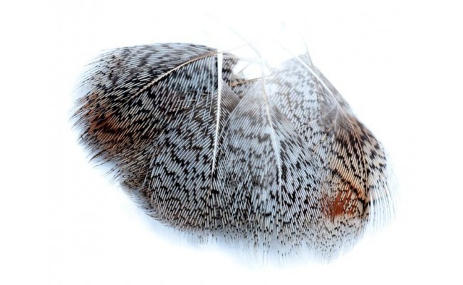 English Partridge Veniard Grey Neck Hackles Natural & Dyed English Partridge Veniard Grey Neck Hackles Natural