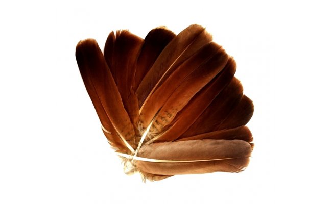 English Partridge Veniard Plain Cinnamon Brown Tails English Partridge Veniard Plain Cinnamon Brown Tails