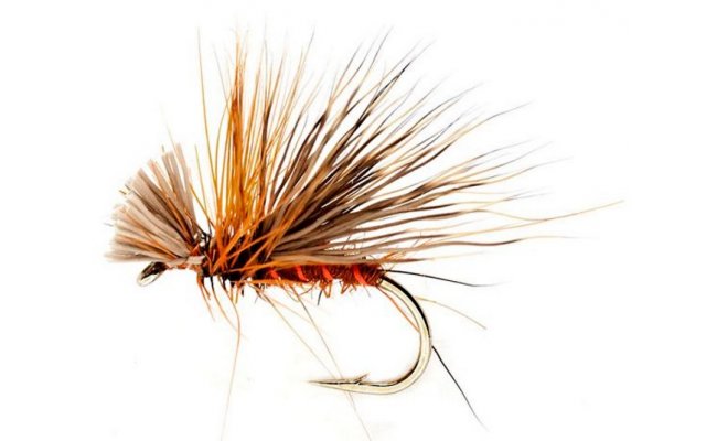 Fiery Drop Sedge Fiery Drop Sedge, Size 12
