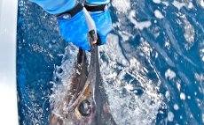 Fly Fishing Gloves Buff Original Fighting & Work Pro Series - In Action