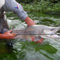 Fly Rod Alpen Nymph 4 in 1 - pictures from testing