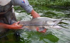 Fly Rod Alpen Nymph 4 in 1 - pictures from testing
