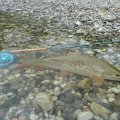Fly Rod Alpen Nymph 4 in 1 - pictures from testing