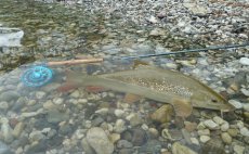 Fly Rod Alpen Nymph 4 in 1 - pictures from testing