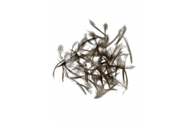 French Hackle Quill & Fly French Hackle Quill & Fly Natural