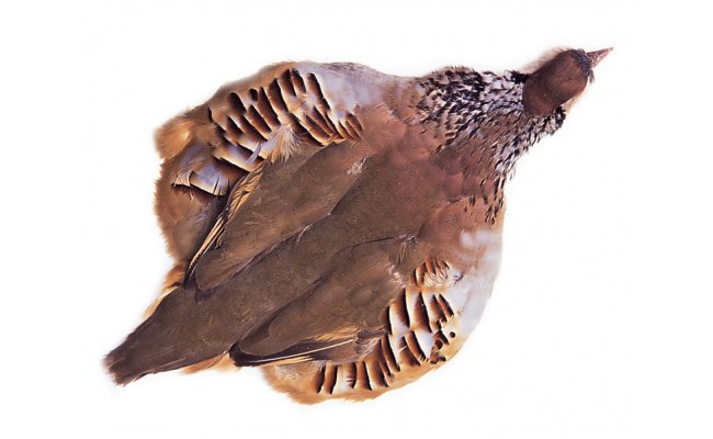 French Partridge Veniard Complete Body Skin French Partridge Veniard Complete Body Skin