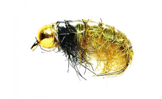 Glister Shrimp Glister Shrimp, Size 8