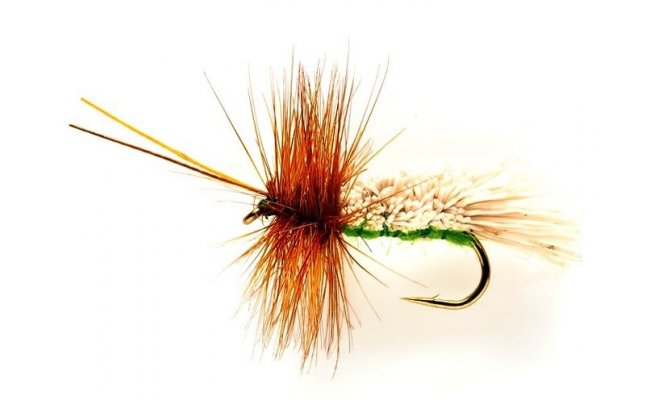 Goddard Sedge Green Goddard Sedge Green, Size 8