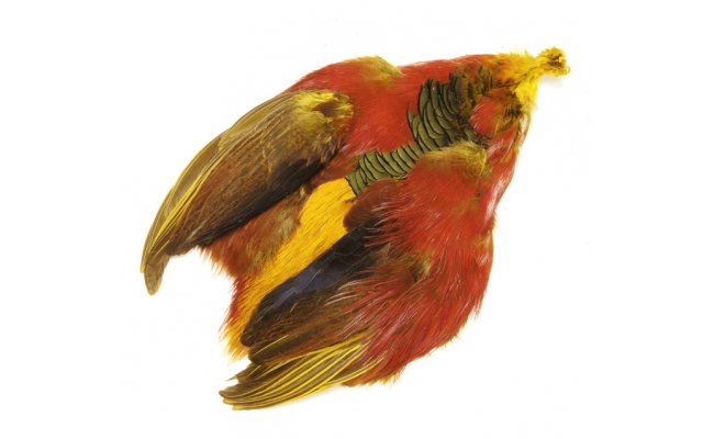 Golden Pheasant Veniard Complete Body Skin Golden Pheasant Veniard Complete Body Skin Natural