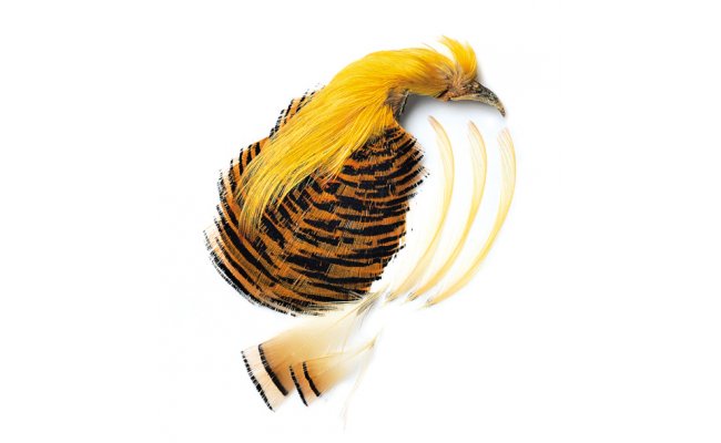Golden Pheasant Veniard Complete Head  Golden Pheasant Veniard Complete Head No.1 - Natural