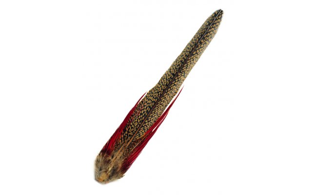 Golden Pheasant Veniard Complete Tail Golden Pheasant Veniard Complete Tail