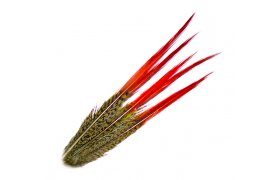 Golden Pheasant Veniard Red Spears Golden Pheasant Veniard Red Spears