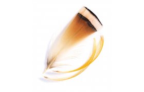 Golden Pheasant Veniard Tippet Feathers Golden Pheasant Veniard Tippet Feathers Natural S