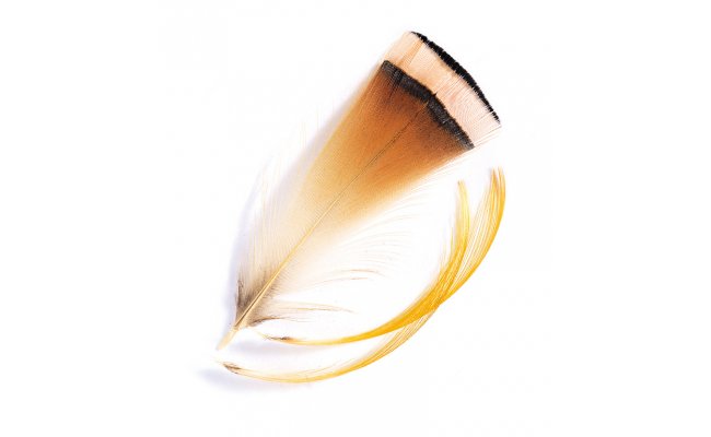 Golden Pheasant Veniard Tippet Feathers Golden Pheasant Veniard Tippet Feathers Natural S