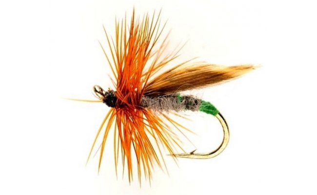 Grannom Sedge Grannom Sedge, Size 14