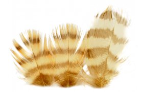 Grouse Veniard Body Plumage Grouse Veniard Body Plumage